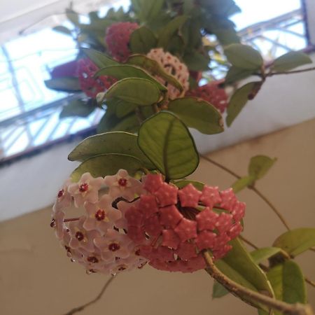첼로레 Casa Carmela 아파트 외부 사진