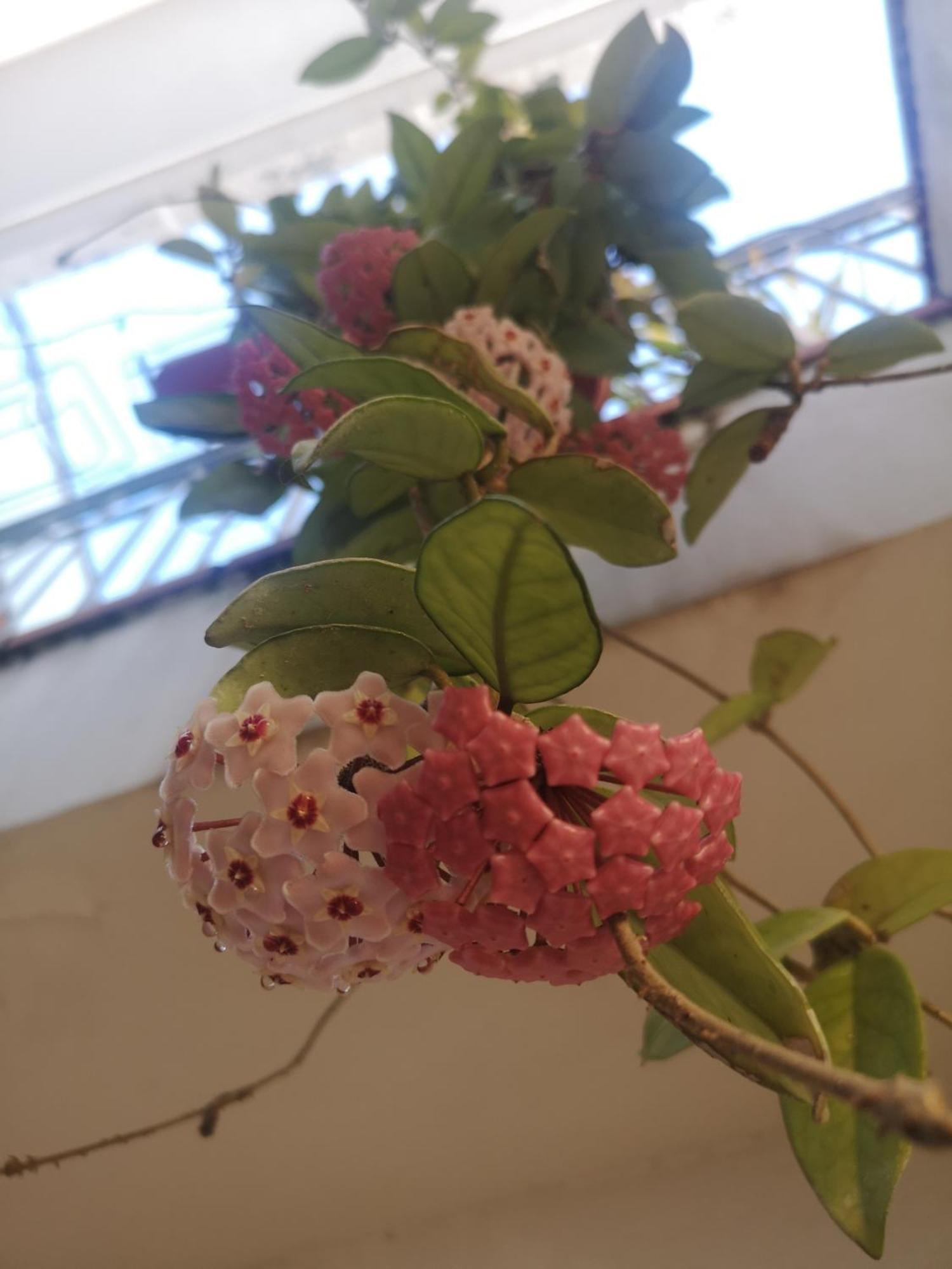 첼로레 Casa Carmela 아파트 외부 사진